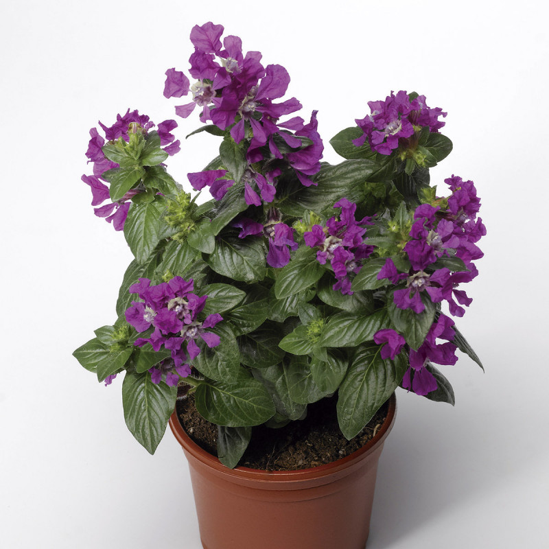 Free download Purple Wallpaper Designs Wallpaper HD Base 2560x1600 wallpapersafari.comCuphea Sriracha
![Cuphea Sriracha